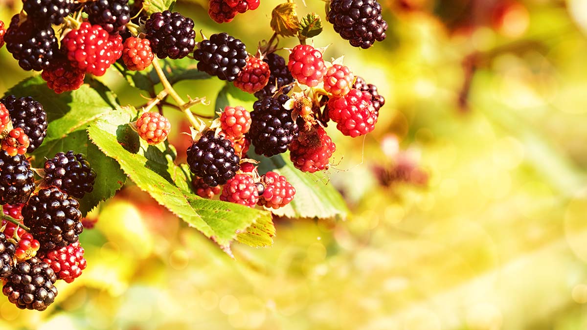 Blackberries, Late Summer Background